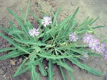 苦苦菜(草本植物)