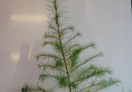 日本落叶松(松科落叶松属植物)