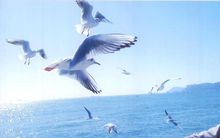 烟台的海(孙为刚创作的文章)