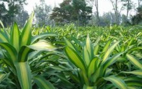 巴西木(龙舌兰科龙血树属常绿乔木)