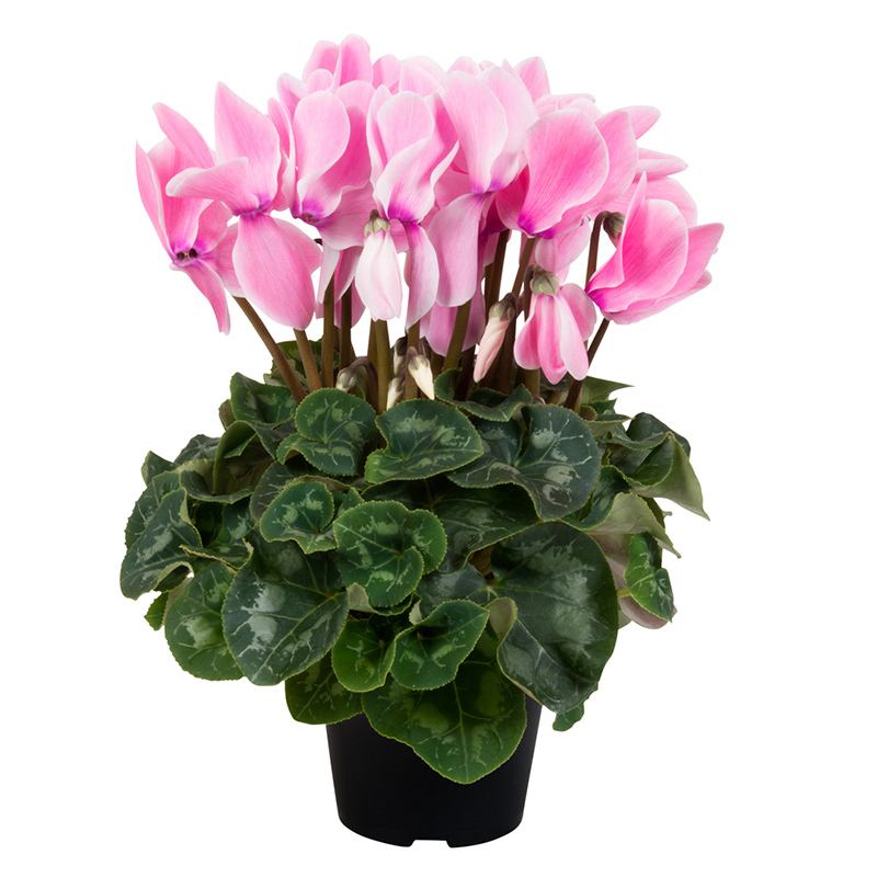 仙客来(报春花科仙客来属植物)