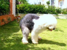 英国古代牧羊犬(犬科犬属动物)