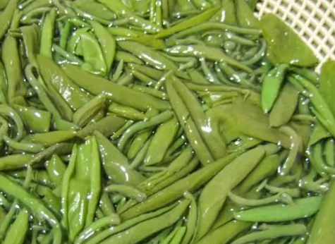 莼菜(睡莲科莼属植物)