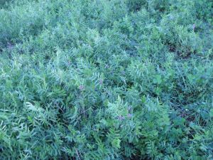 紫云英(草本植物)