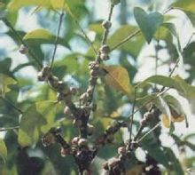 白蜡虫(鞘翅目步甲科昆虫)