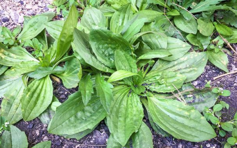 洋车前子(中医药材)