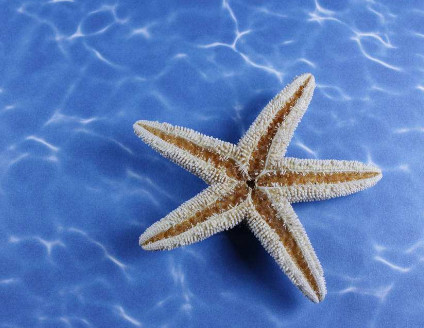 海星(棘皮动物门海星纲有棘目动物)