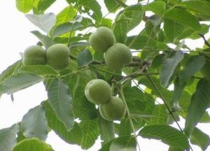 清香核桃(胡桃科胡桃属植物)