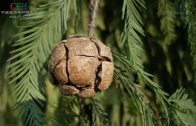 落羽松(杉科落羽杉属植物)