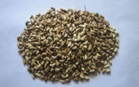 墨西哥玉米草(禾本科蜀黍属植物)