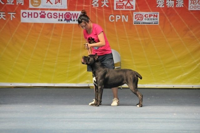 牵犬师(训狗、带狗参赛的犬只经纪人)