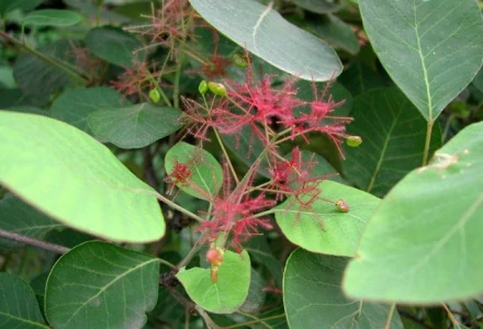 黄栌(漆树科黄栌属植物)