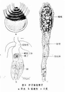精子(雄性生物生殖细胞)