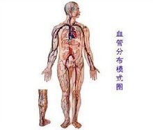 血管(血液流过的管道)