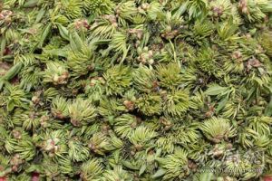 杜仲雄花茶(一种纯天然保健珍品)