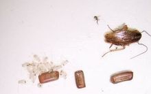 蟑螂卵(雌雄蟑螂交配后，雌蟑螂尾端卵鞘中形成的卵)