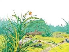草丛的村落(课文)