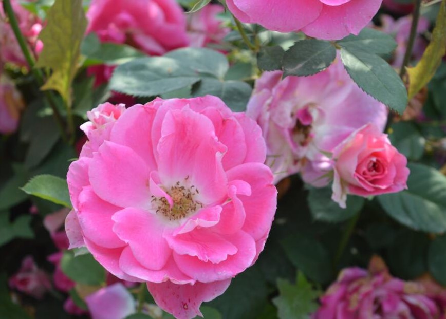 丰花月季(蔷薇属植物)