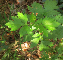 艾(菊科蒿属植物)