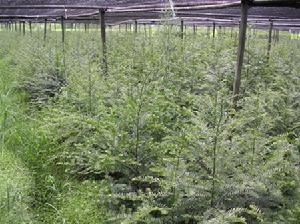 红豆杉(红豆杉科红豆杉属植物)