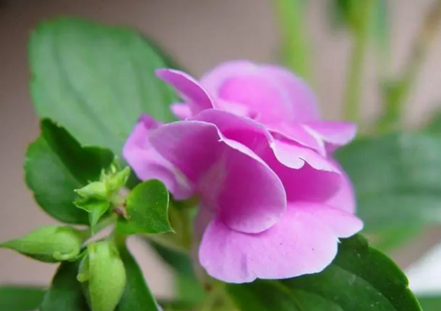 凤仙花(凤仙花科凤仙花属植物)