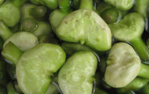 菱(菱科菱属植物)