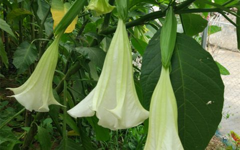曼陀罗花(茄科曼陀罗属植物)