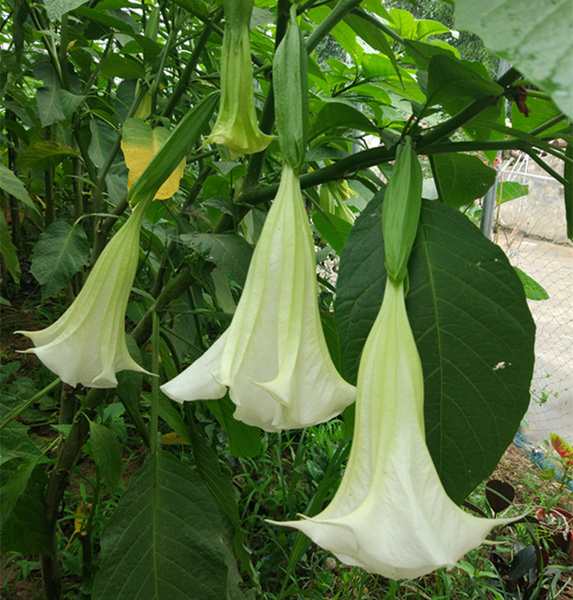 曼陀罗花(茄科曼陀罗属植物)
