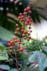 南天竹(小檗科南天竹属植物)