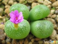 生石花(番杏科生石花属全属草本植物)