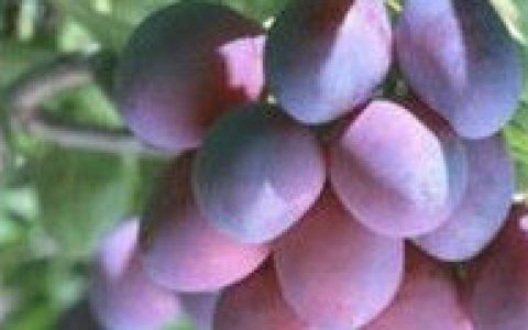 西梅汁(西梅果实制作而成的西梅汁果汁)