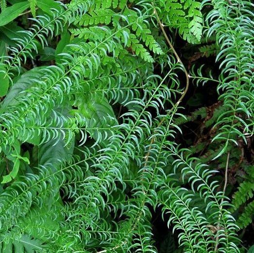 天门冬(百合科天门冬属植物)