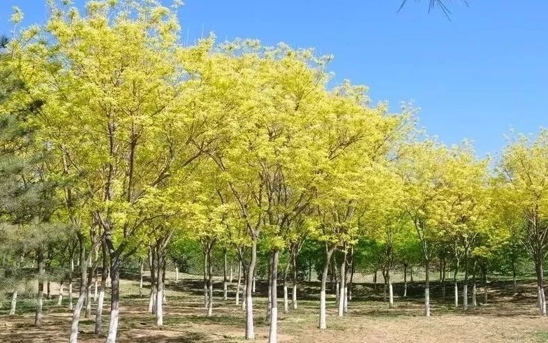 彩叶树(乔木科榆属植物)