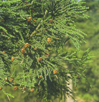 杉树(松科杉树属植物)