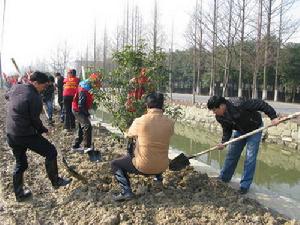 植树造林(新造或更新森林的生产活动)