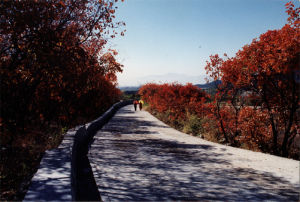 蟒山森林公园(国家森林公园)