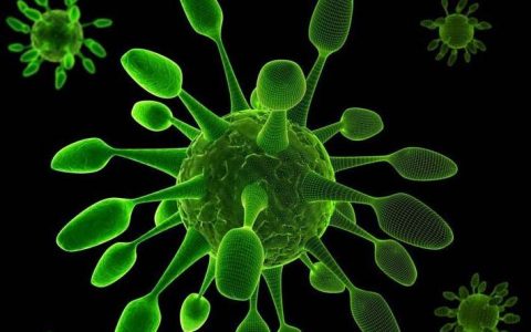 流感病毒(正黏液病毒科病毒)