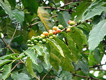 阿拉比卡(茜草科咖啡属植物)