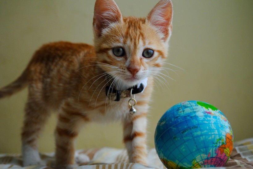 流浪猫(无主、长期在野外生存的猫)