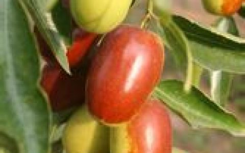 新郑大枣(新郑特产水果)