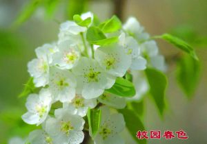 辽宁省实验中学(全日制公立示范性普通高中)