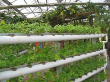 大棚蔬菜种植技术(农业学名词)