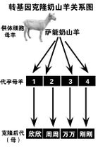 克隆羊多莉(世界上第一头克隆绵羊)