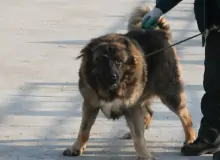 高加索牧羊犬(运动型犬)