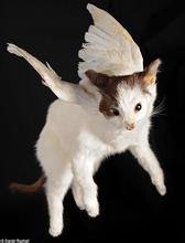 飞猫(猫科专属名词)