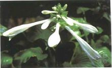 玉簪(百合科玉簪属植物)
