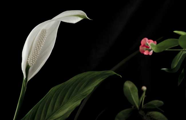 一帆风顺(天南星科、白鹤芋属多年生草本)