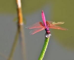 蜻蜓(差翅亚目昆虫)