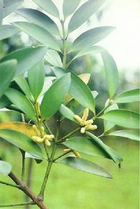 竹柏(罗汉松科竹柏属植物)
