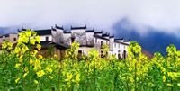 江西婺源油菜花(江岭万亩梯田花海)